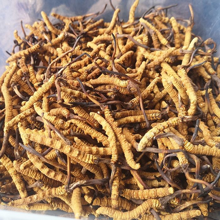 Đông trùng hạ thảo Tây Tạng loại 2000 con 1 kg