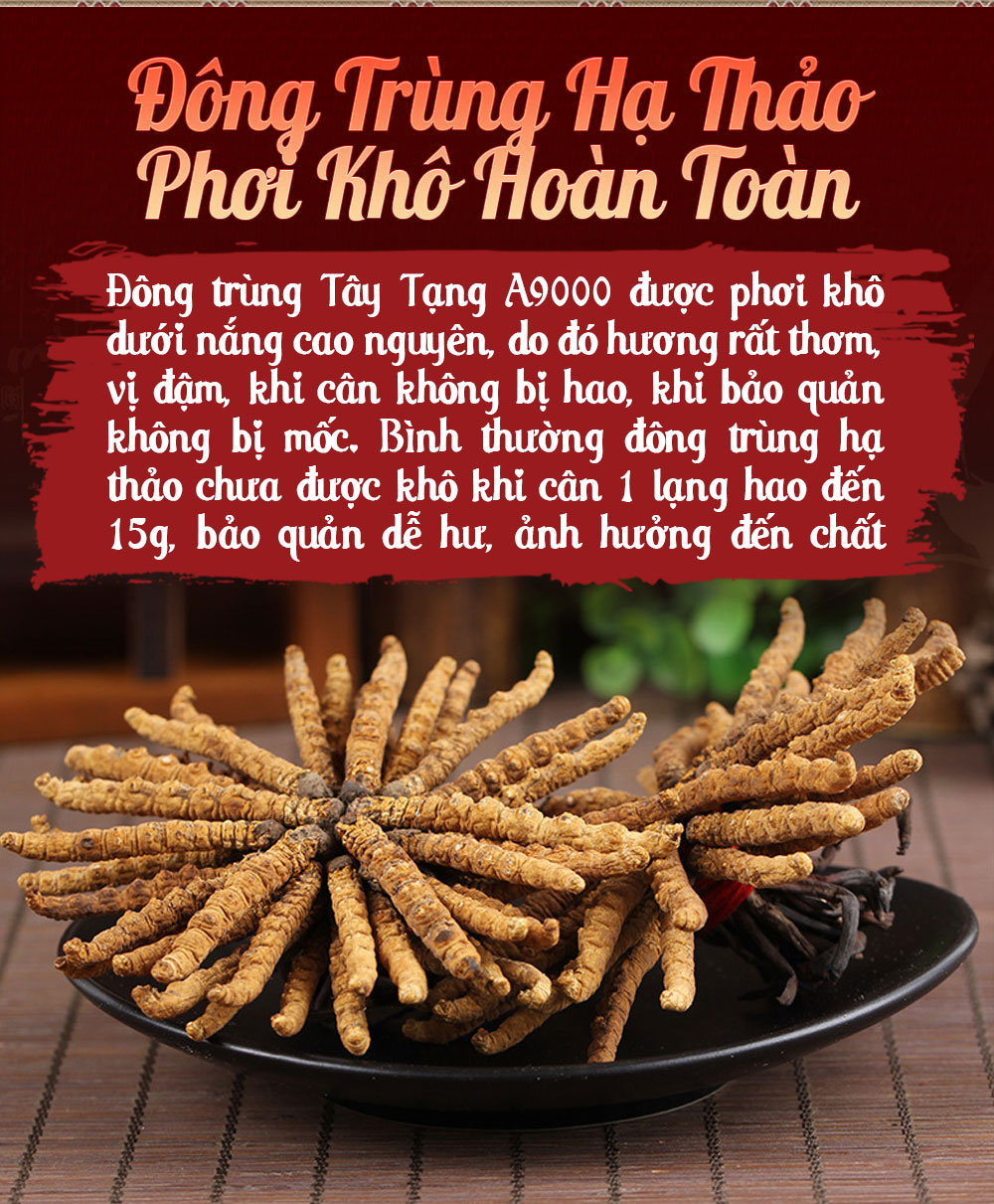 đông trùng hạ thảo A9000 đều được phơi kho hoàn toàn