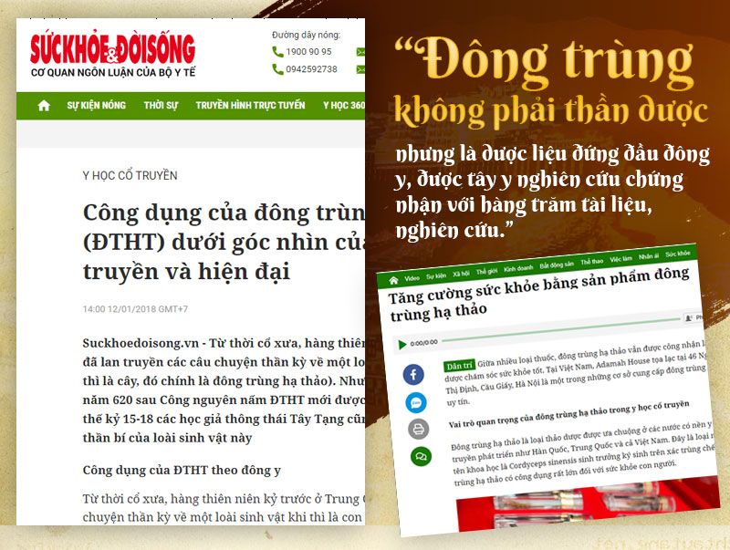 Đông trùng hạ thảo thật sự có phải là thần dược