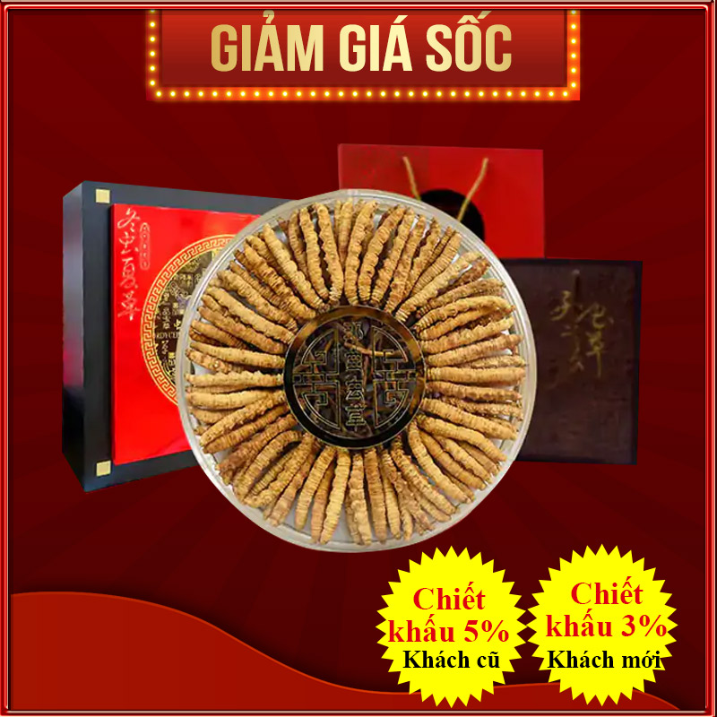 Đông trùng Hạ thảo nguyên con VIP1(50g/hộp) D400-50V1